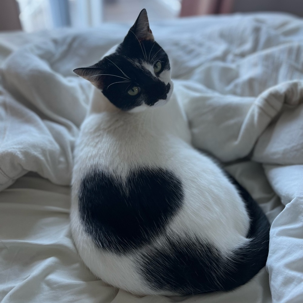 Meet your Posher, Figgy